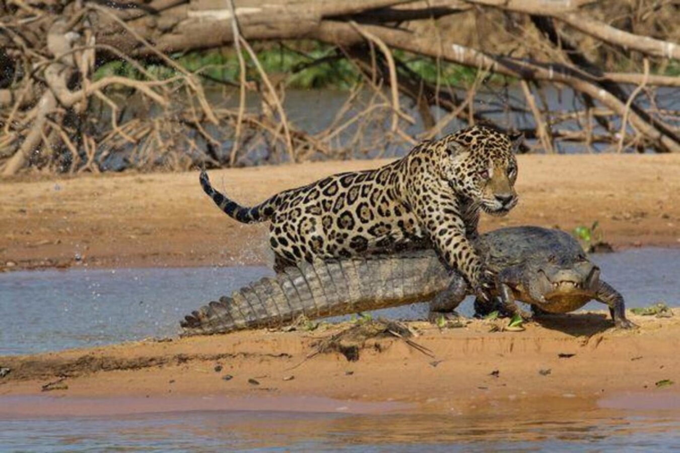 Ягуар напав на крокодила