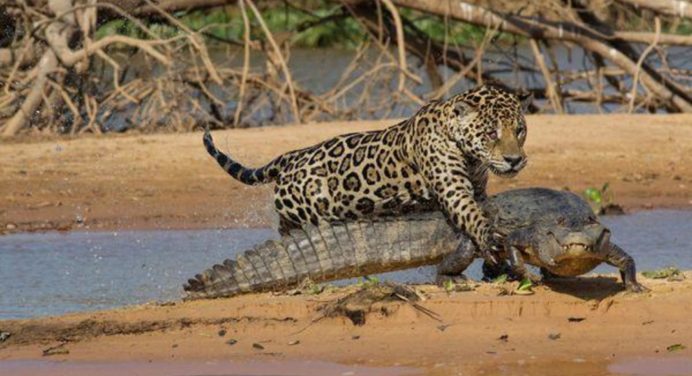 Ягуар – це велика кішка. І крокодил для неї – велика мишка 