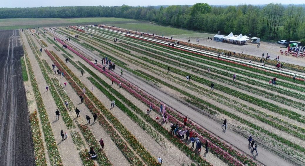 Біля Луцька, у «Волинській Голландії», пройшов осінній квітковий фестиваль 
