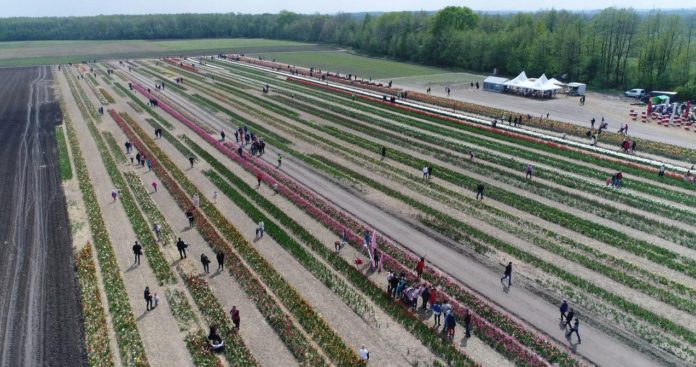 Волинська Голландія Волинська Голландія