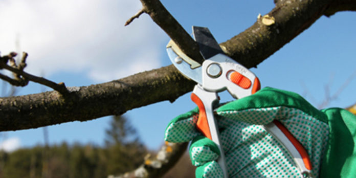 Обрізка дерев Обрізка дерев