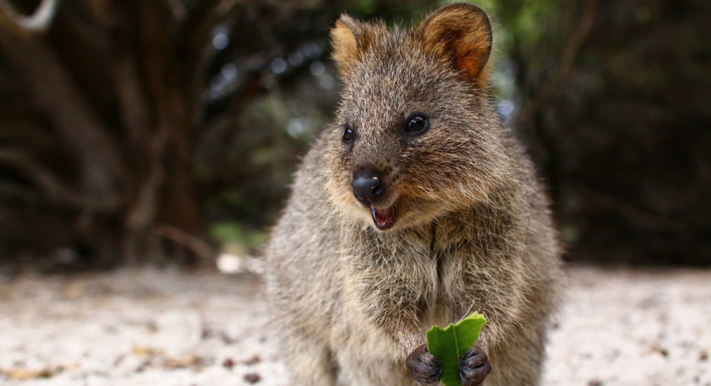 Відеоролики з милими тваринками зменшують рівень стресу: результати дослідження 