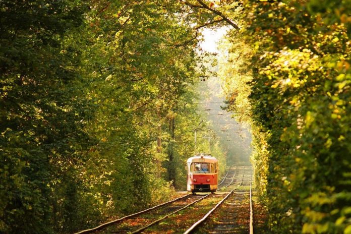 Ліс у Пущі Водиці Ліс у Пущі Водиці