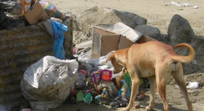Та, що народила, викинула на смітник: милосердя до дитини проявив бездомний собака 