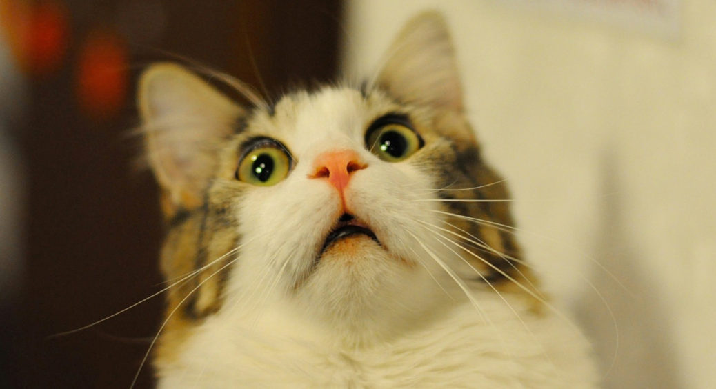 В Канаді створили перший фільм жахів для котів (відео) 
