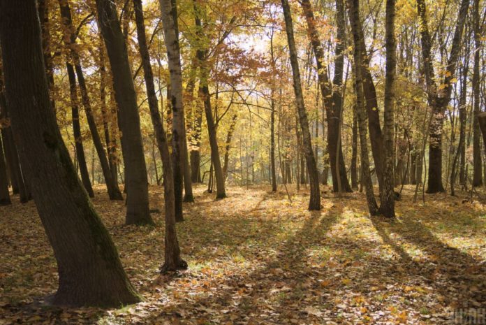 У вихідні - в ліс по гриби У вихідні - в ліс по гриби