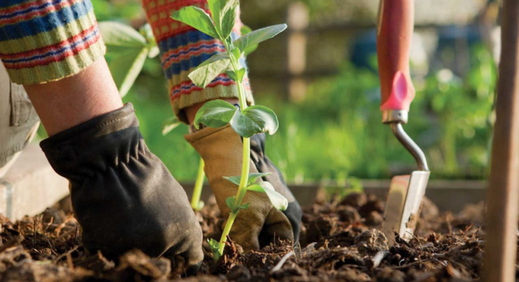 Місячний календар садівника на листопад: коли і які роботи можна проводити в саду 