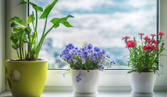 Чому не приживаються рослини