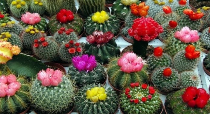 5 найкрасивіших кактусів, які приживуться у кожного 