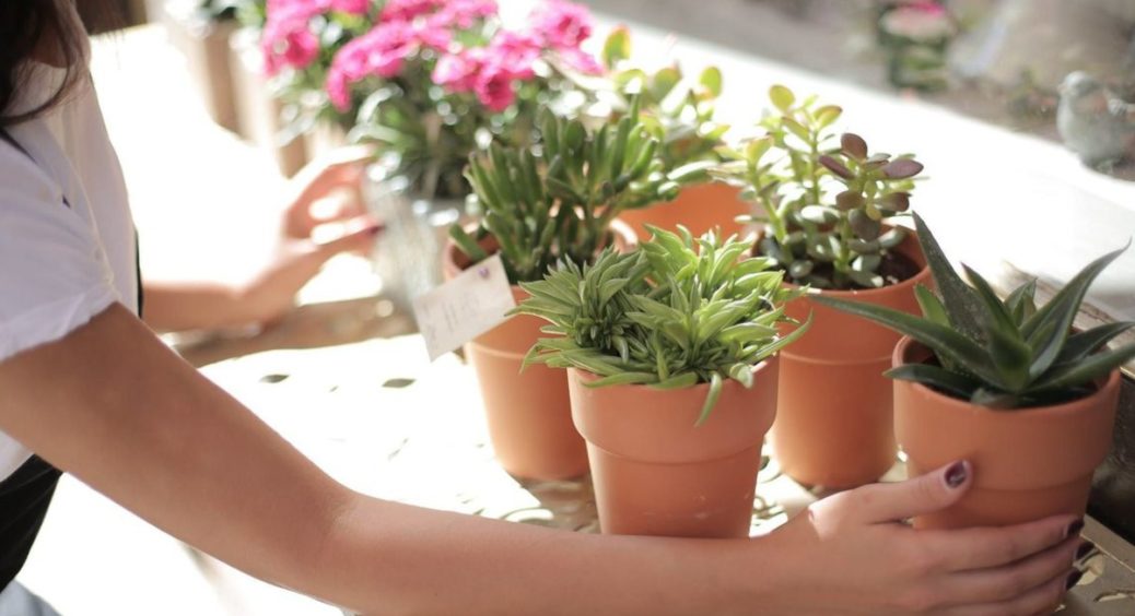 Які паразити можуть жити в квіткових горщиках та як їх позбутись: ефективні методи 