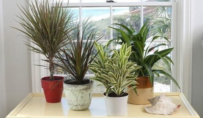 Як врятувати домашні рослини