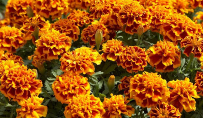 Квіти, які прикрашають сад і відлякують шкідників