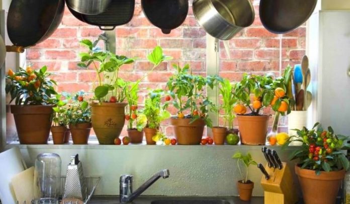 Овочі та фрукти у горщиках