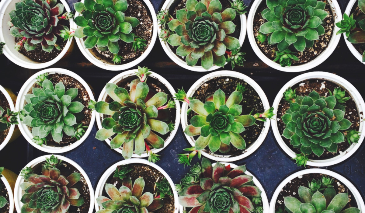 Чому варто завести рослини в дома