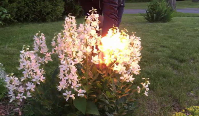 Неочікувані факти про рослини