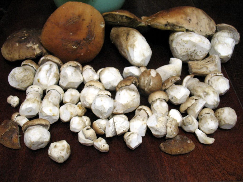 Урожай грибів в Карпатах