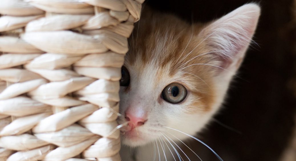 Психологи з’ясували, який простий метод допоможе подружитися з кішкою 