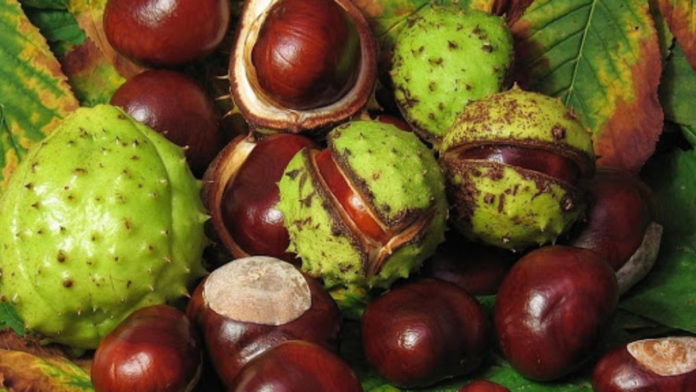 Київський каштан