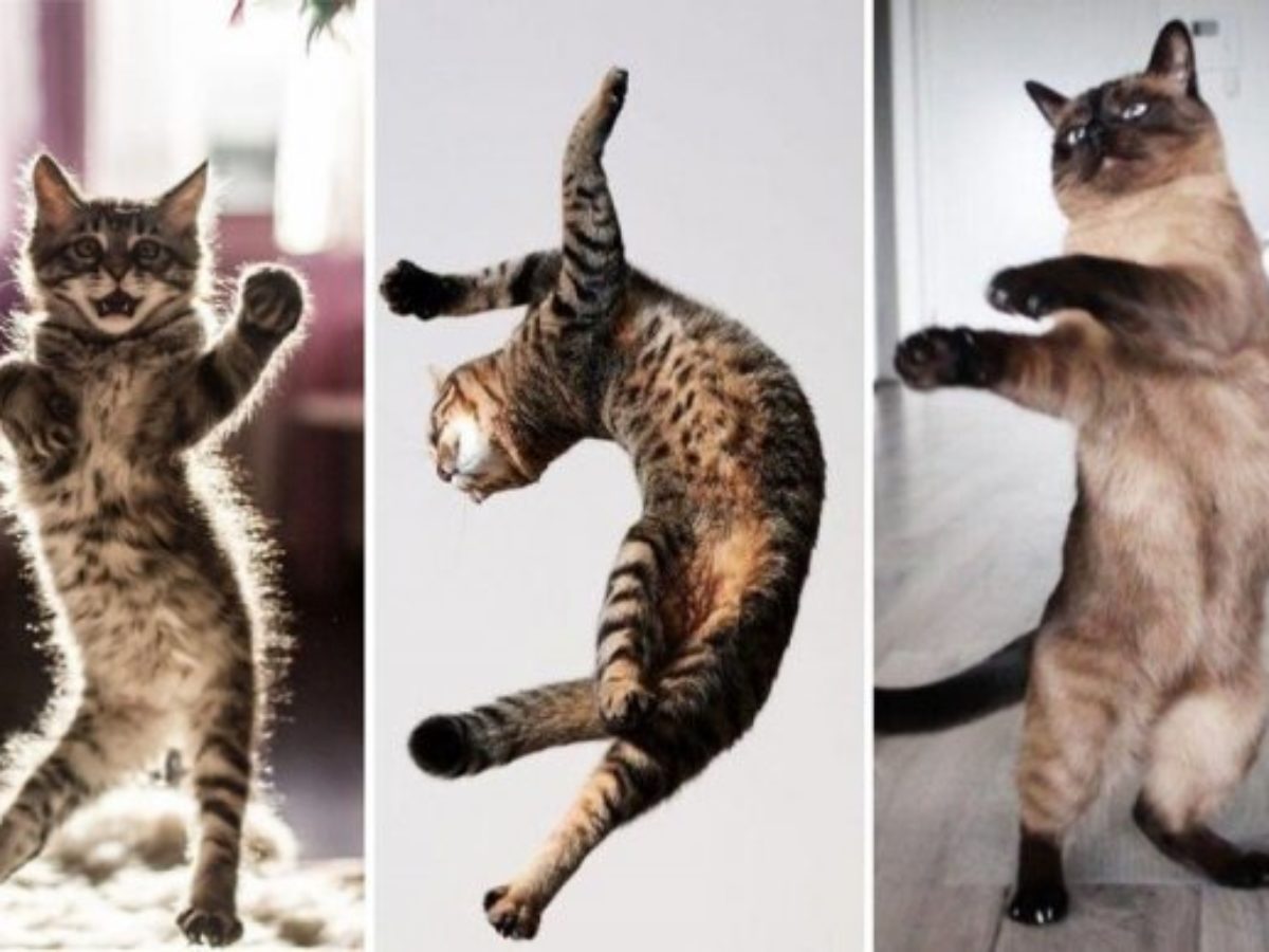 Кот танцует брейк
