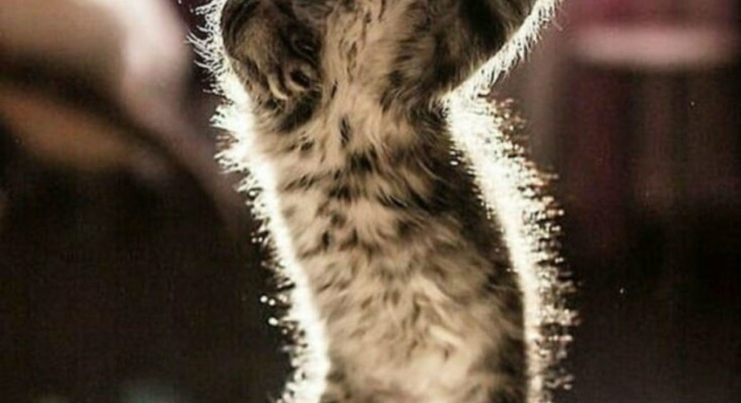 Котяча дискотека: 15 фото смішних танцюючих котів 