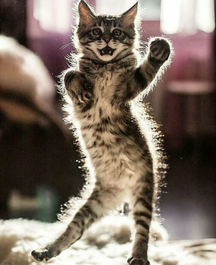 Ну що, кішечки, потанцюємо?