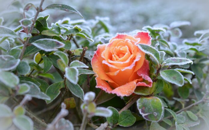Троянда взимку