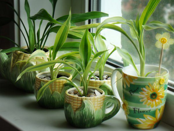 Натуральні добрива для кімнатних рослин, які знаходяться на кухні
