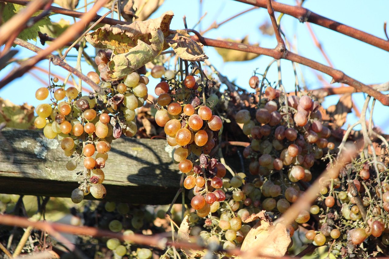 Дозрівання винограду восени
