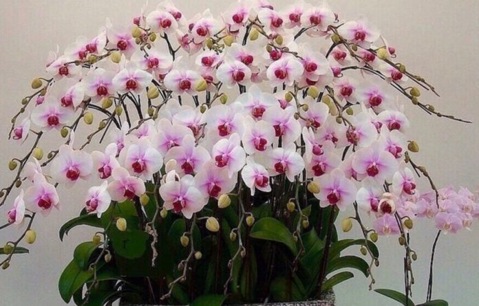 Догляд за орхідеєю