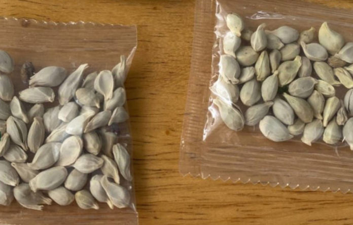 Насіння рослин