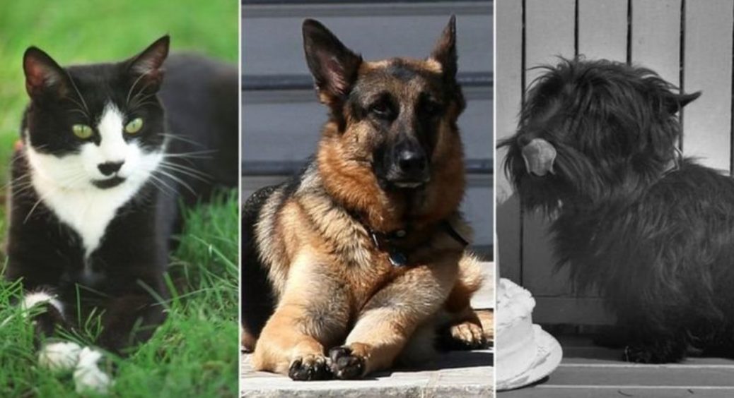 Домашні улюбленці господарів Білого Дому 