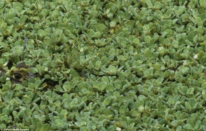 Де крокодил?