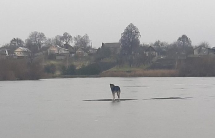Пес на водоймі Пес на водоймі