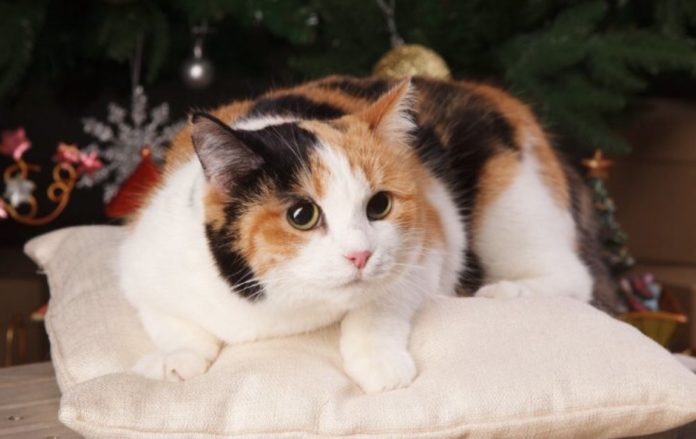 Фото тваринки взяте на просторах мережі.