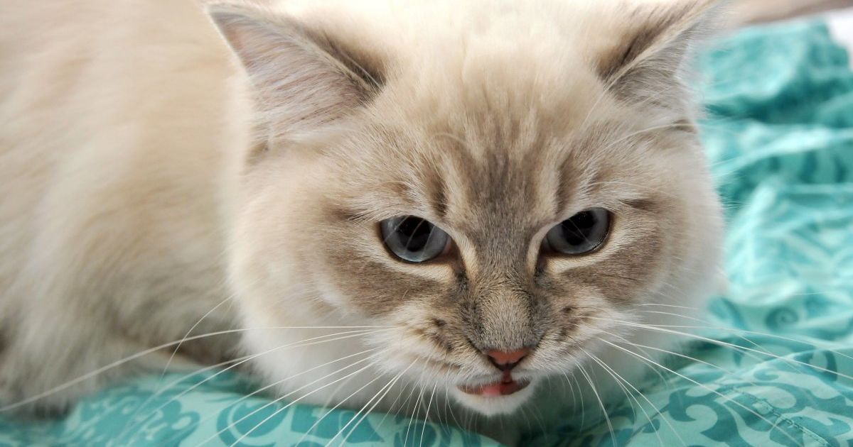 Фото взяте на просторах мережі. 