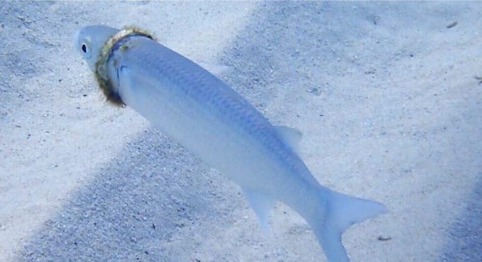 Кефаль, яку зараз розшукують, щоб зняти з неї обручку Кефаль, яку зараз розшукують, щоб зняти з неї обручку