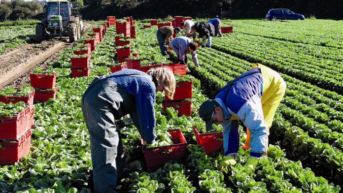 В Польщі чекають на українських заробітчан В Польщі чекають на українських заробітчан