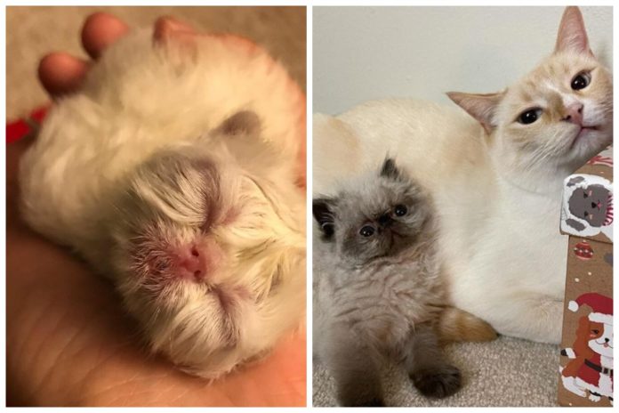 Кіт, який народився старим