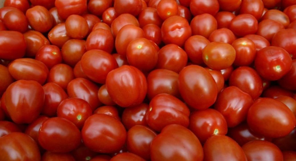 Помідорів буде повний врожай: чим, як і коли підживлювати помідорні грядки — дієві мінеральні добрива 