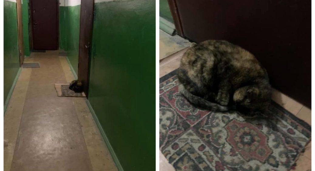 Нелюдська вірність: в Києві звичайна кішка досі чекає на господиню, яка її покинула біля дверей квартири 