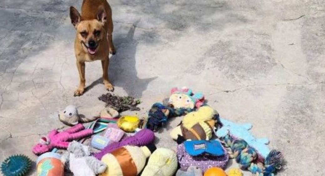 Чотириногий клептоман: звичайний чіхуахуа обікрав усіх сусідських псів та став головним героєм мережі 