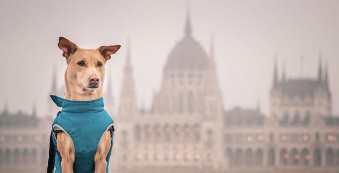 Герой статті Чапаті.