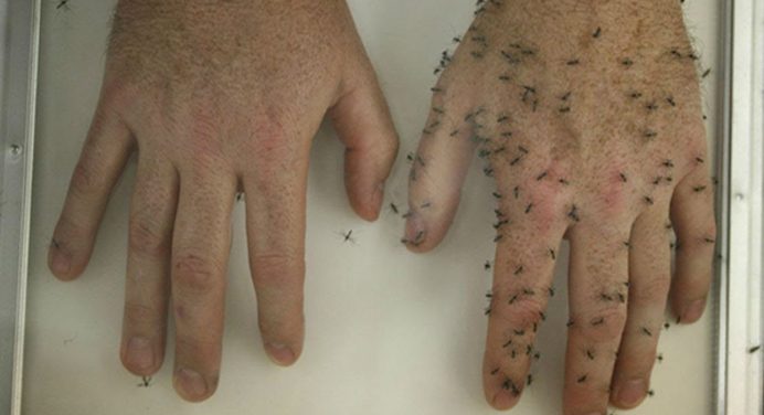 В Україну прилетіли небезпечні комарі: переносять 5 хвороб та не реагують на “раптор”. Всі подробиці 