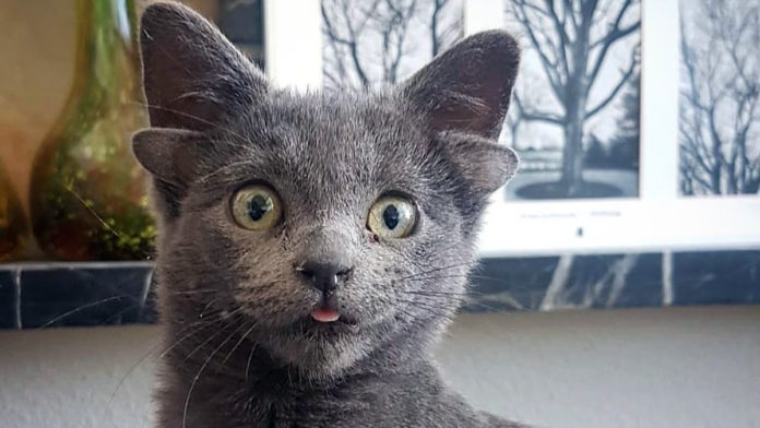 Люди врятували кошеня з чотирма вухами