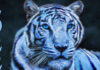 Що обіцяє Синій Водяний Тигр за китайським гороскопом на 2022 рік