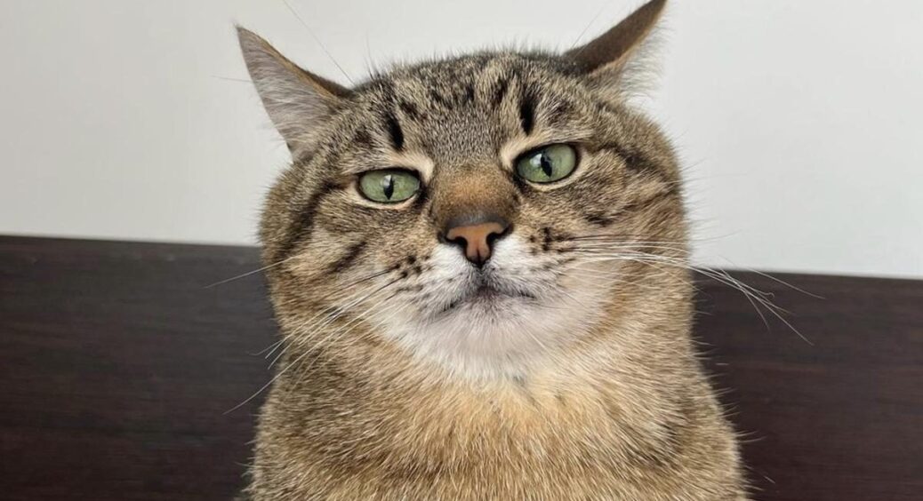 Популярний в мережі кіт Степан зібрав для українців 300 тисяч: у росії немає шансів, коли проти них навіть пухнастики 