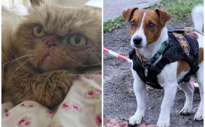 Знамениті тваринки, які стали символами української сміливості та супротиву Знамениті тваринки, які стали символами української сміливості та супротиву