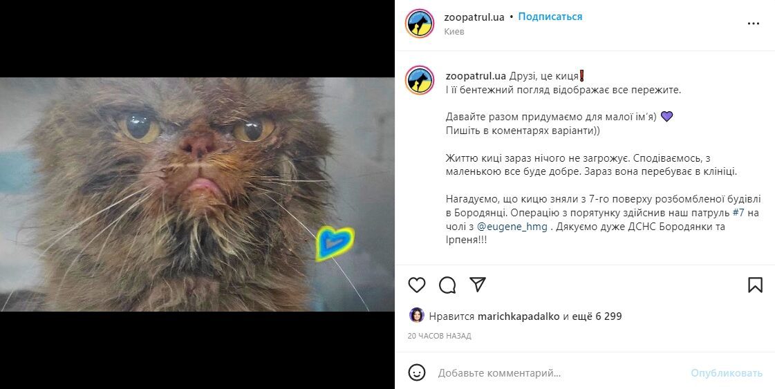 Ольга Сумська показала врятованого з обстріляного будинку в Бородянці кота