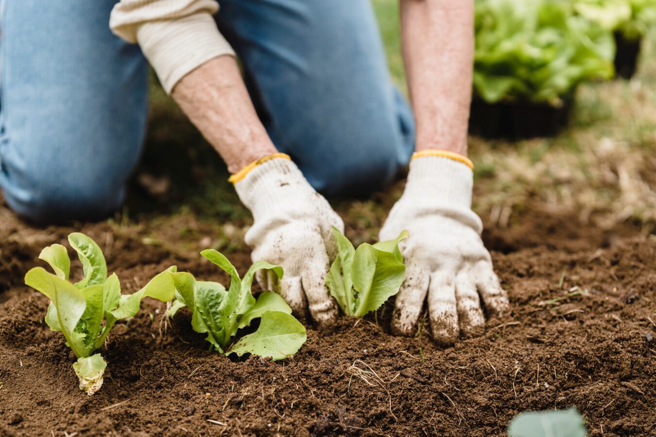 Як саджати петунії у горщику та в саду
