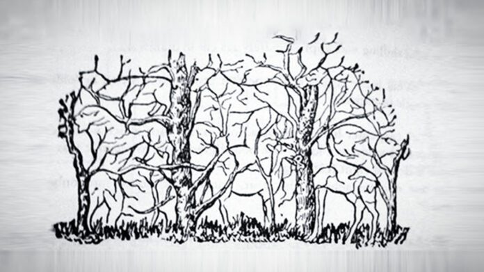 Яку тварину побачили першою?